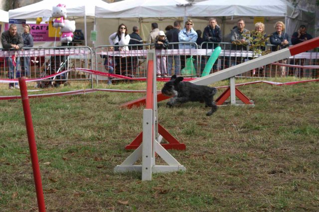 foire-haricots 2011-09-17et18